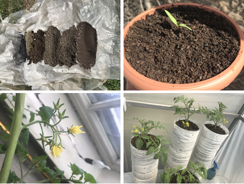 Рассада для помидорных деревьев