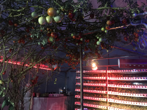 Тысячи плодов на помидорном дереве в Армении