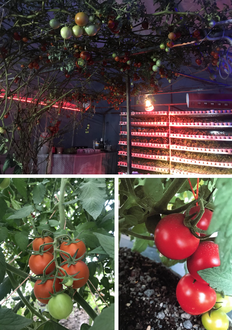 Помидорные деревья в Армении